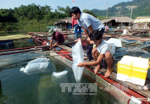 Phát triển thủy sản theo hướng sản xuất hàng hóa